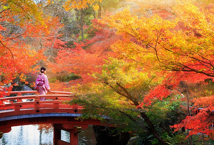Experience Autumn in Japan