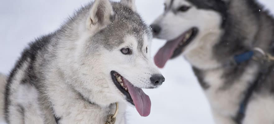 /sites/default/files/881-AK-CTEvent-Sled-Dogs.jpg