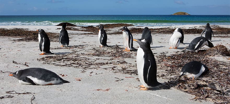 14 dias, de Buenos Aires, Argentina, para a Antártica & América do Sul: Ilhas Falkland & Uruguai