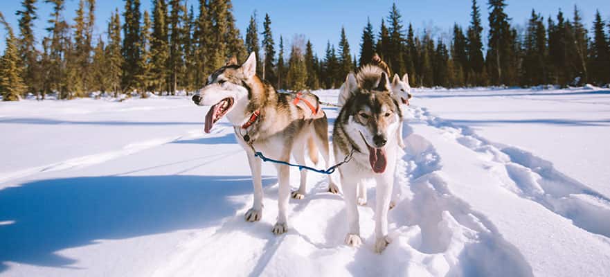 /sites/default/files/881_Sled_Dogs_Alaska.jpg