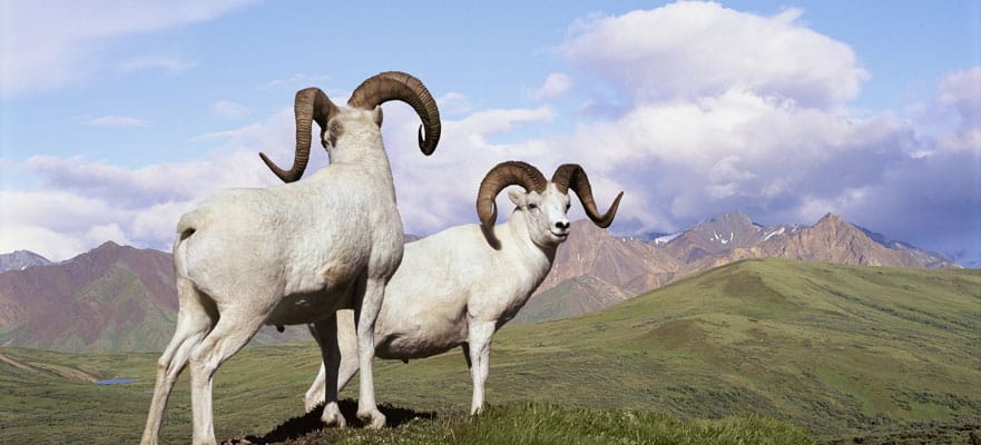 /sites/default/files/881x400-AK-Wildlife-Mountain-DallSheep.jpg