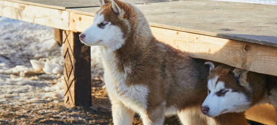 /sites/default/files/881x400-Alaska-DogKennel.jpg