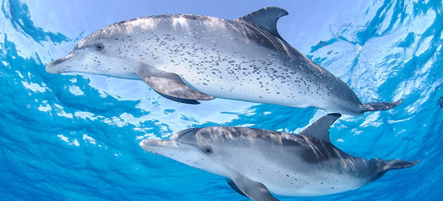 /sites/default/files/881x400-bimini-dolphins.jpg
