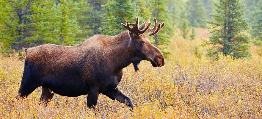 /sites/default/files/881x400_Denali-Moose-Park-Reserve_010925.jpg