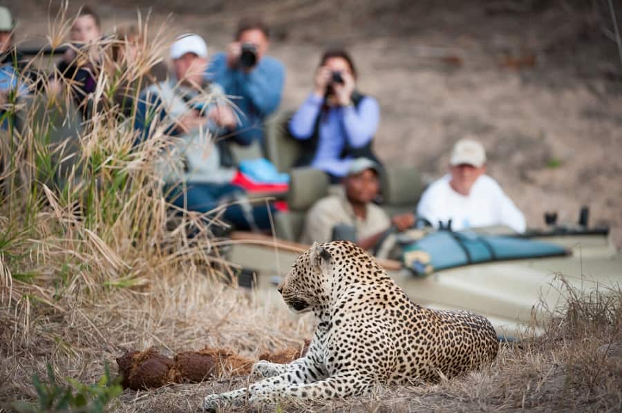 Enjoy a Safari on one of Norwegian's Cruises to Africa