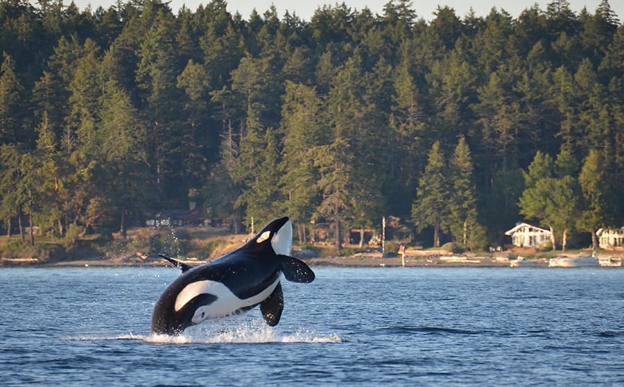 Excursión: exploración de las orcas