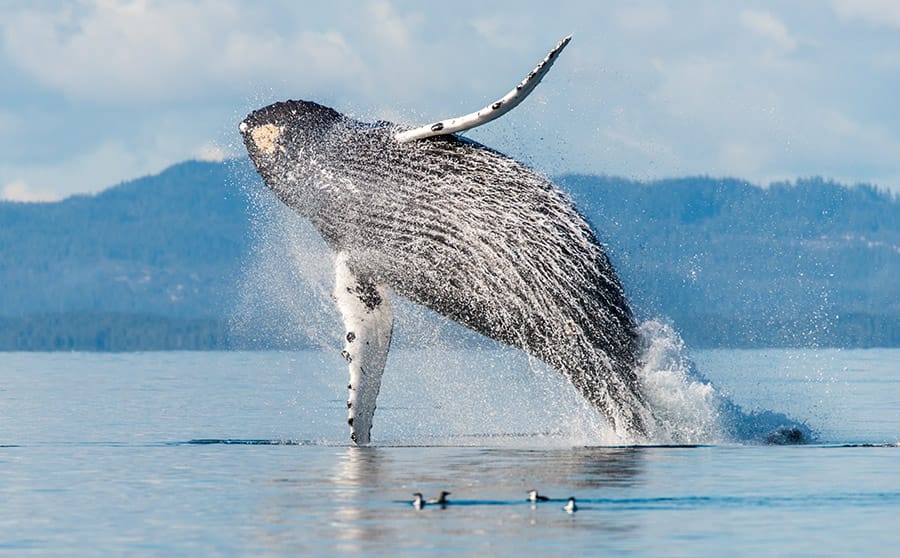 Rêve des observateurs de baleines