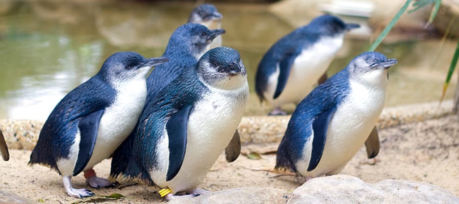 Pinguins nos cruzeiros em Akaroa