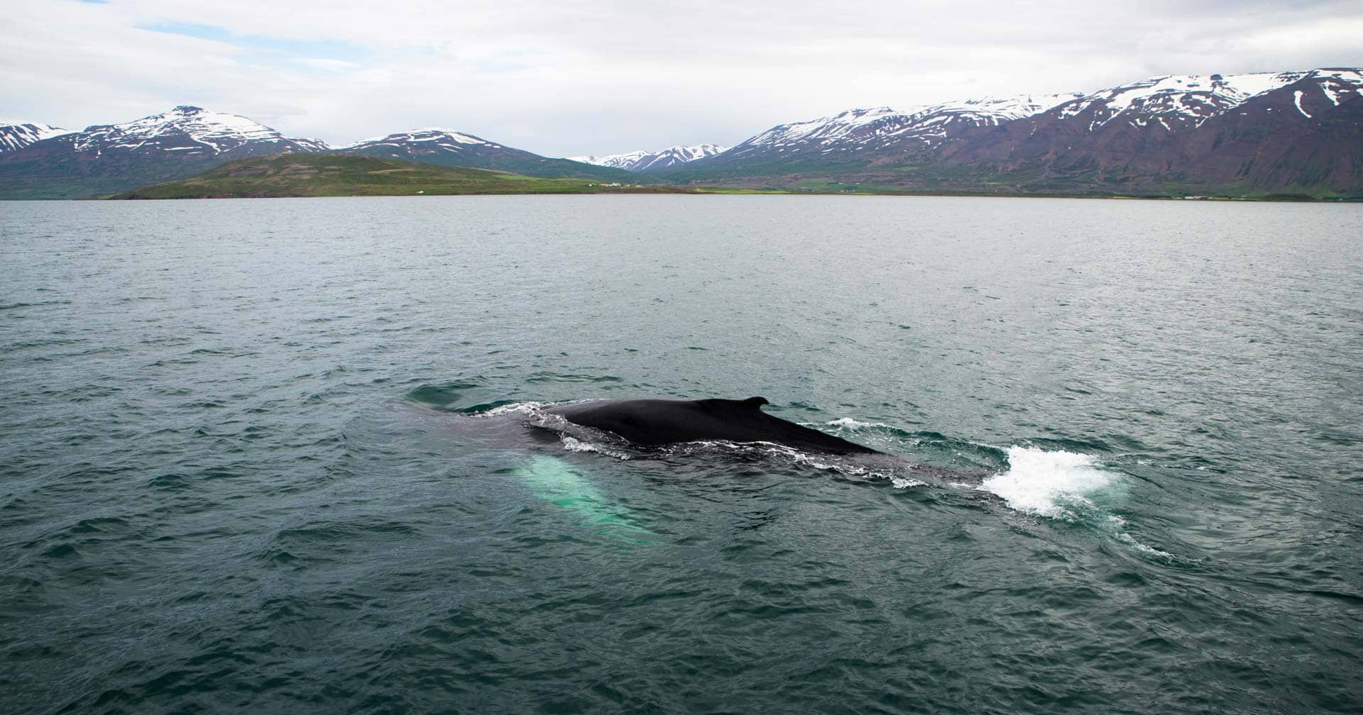 Akureyri, Iceland Whale Watching from Akureyri Excursion Norwegian Cruise Line