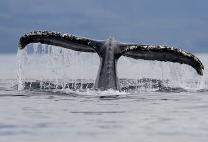 ballena de Alaska