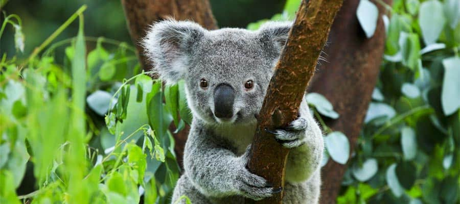 Koala durante una crociera in Australia