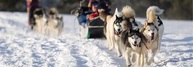 Experience Dog Sledding in the Sled Dog Kennel Tour Experience Dog Sledding in the Sled Dog Kennel Tour