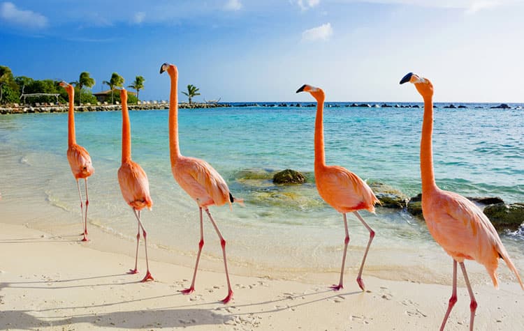 Flamingos on the Beach in Aruba