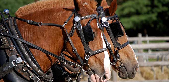 carriage tours acadia