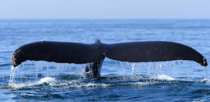 Bar Harbor, Maine Bar Harbor Whale Watching Excursion | Norwegian
