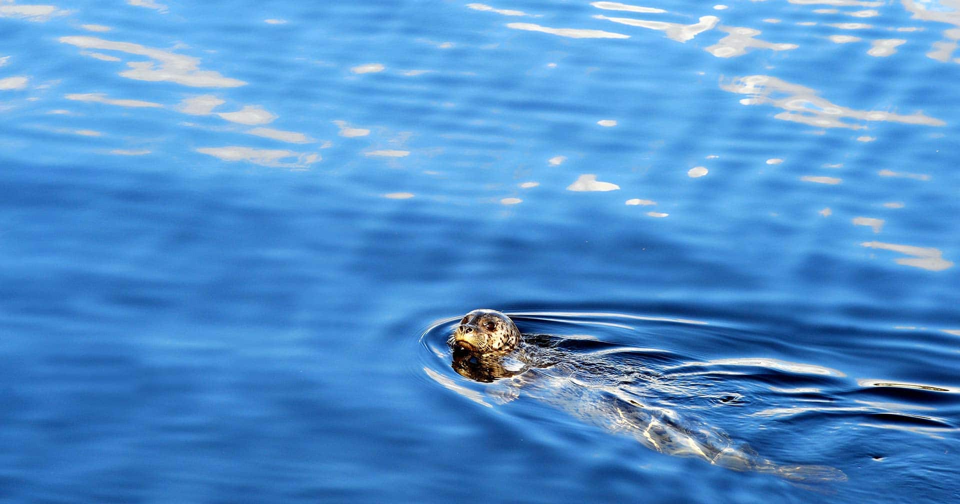 Bar Harbor, Maine Nature Cruise Excursion Norwegian Cruise Line