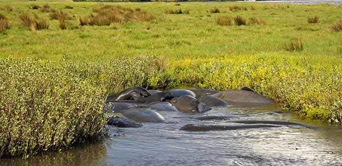 wildlife tour belize