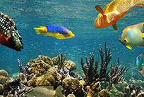 Ocean Explorer Snorkeling Adventure