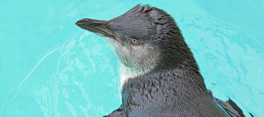 Pingüino pequeño nadando en cruceros a Burnie