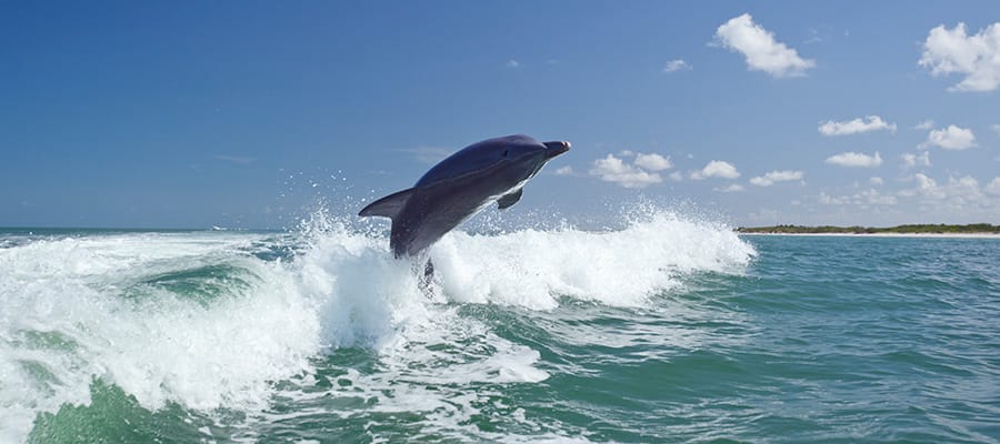 Delfini giocosi durante una crociera a Baia delle Isole