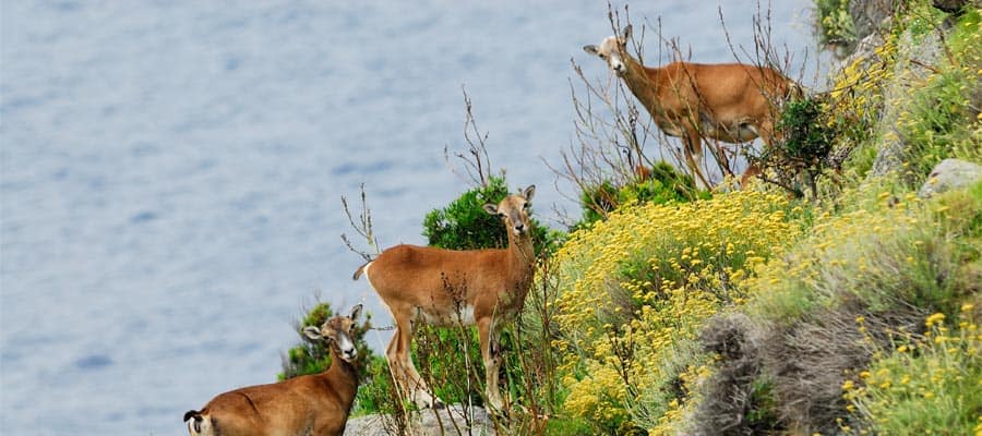 Individua la fauna selvatica sulla tua vacanza a Cagliari