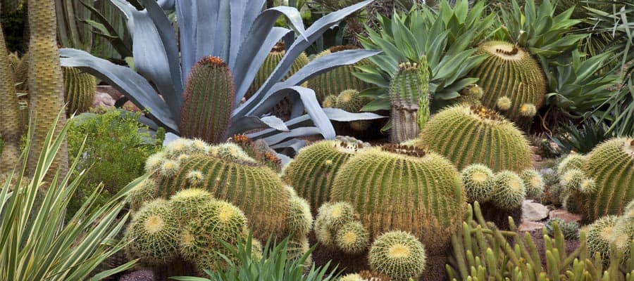スペインクルーズで訪れるエル・ウエルト・デル・クラの植物園
