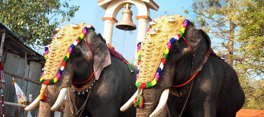 Éléphants décorés lors des croisières à Cochin