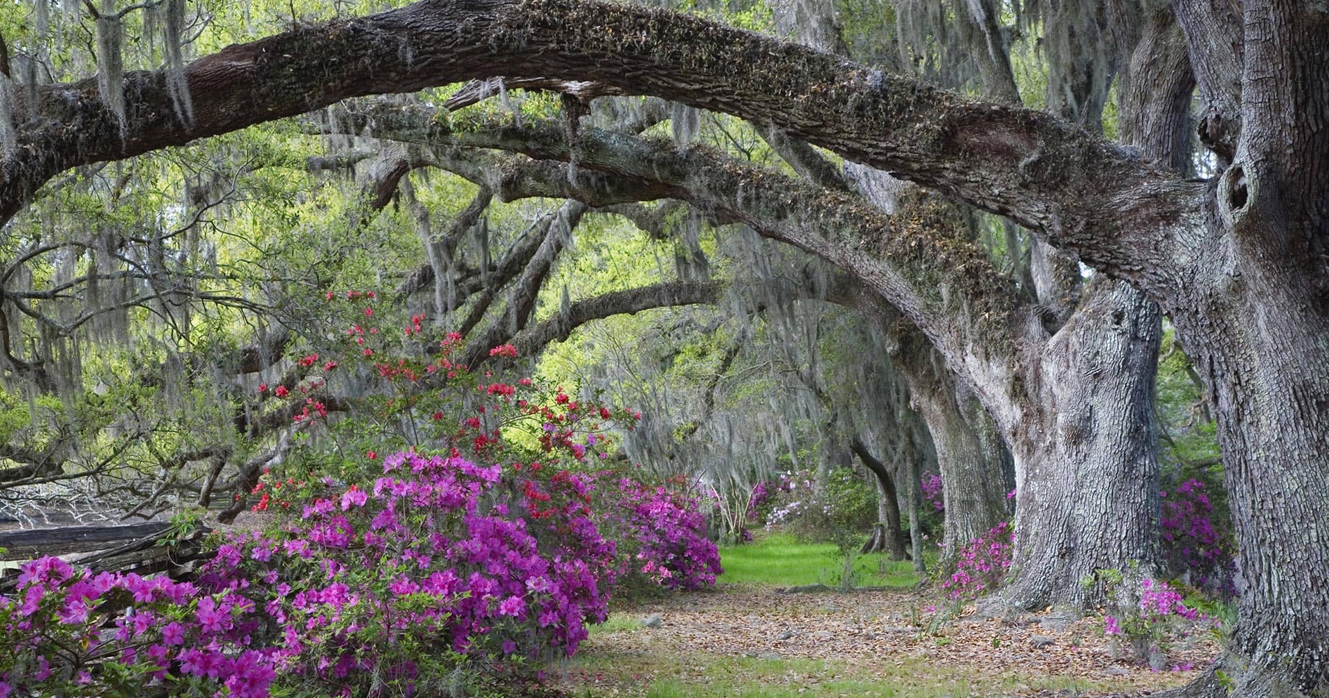 Charleston, South Carolina Magnolia Gardens Excursion Norwegian