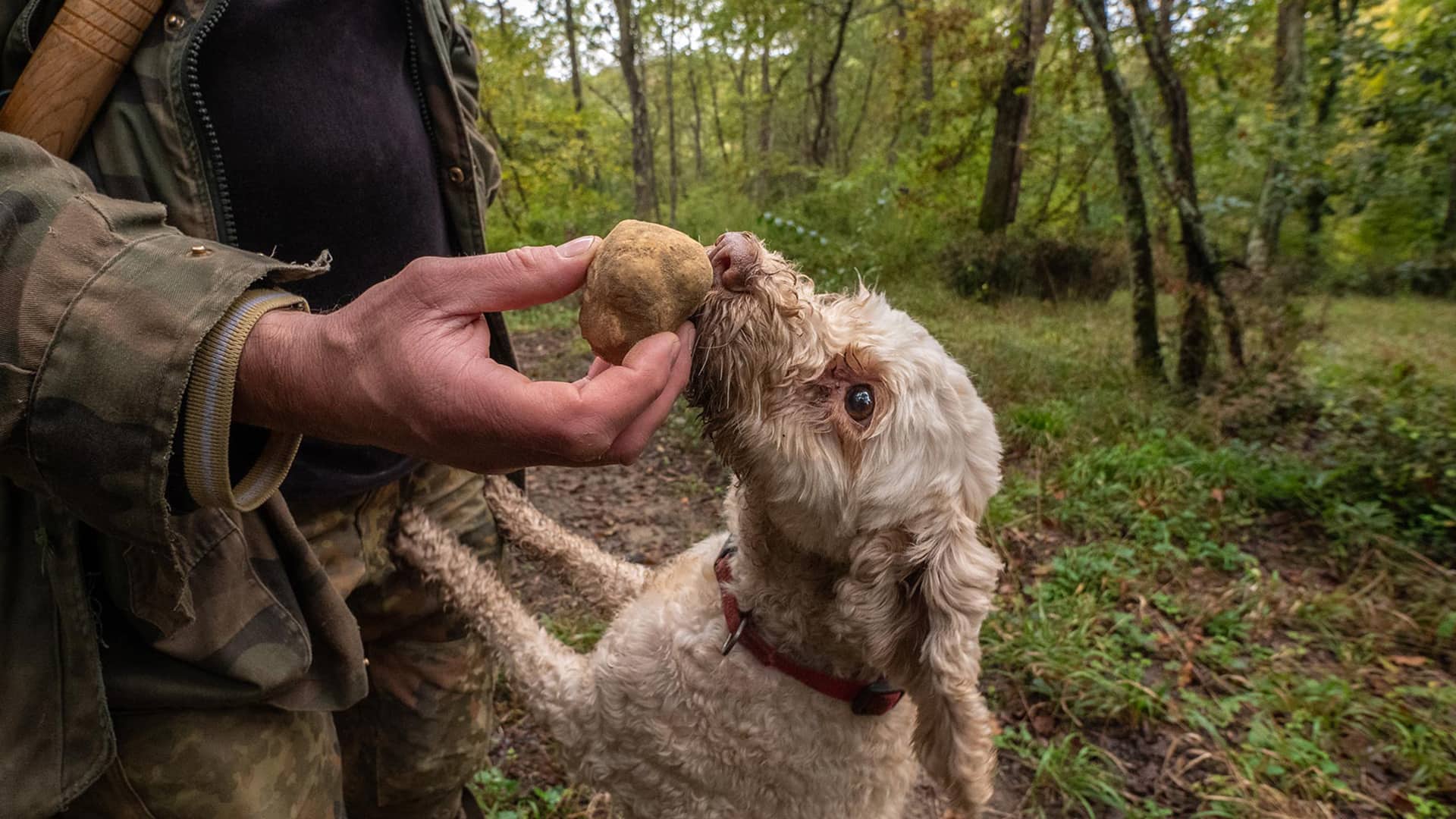 Go Local - His Majesty The Truffle 