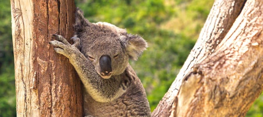 Koalas dans la forêt lors d'une croisière à Cairns