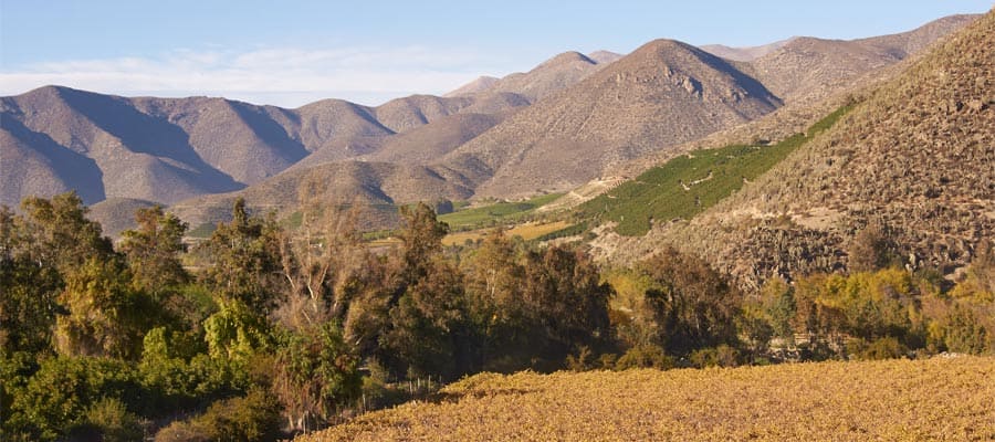 Vineyards in the Limari Valley