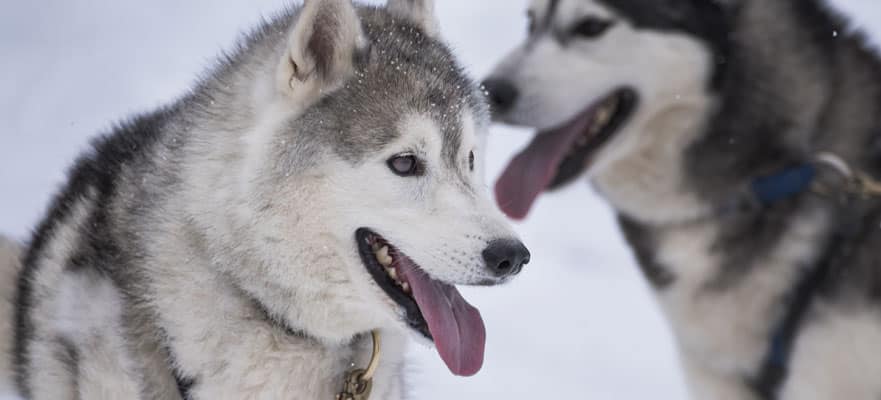 /sites/default/files/CT-AK-Alaska-Two-Huskies-881x400_0.jpg