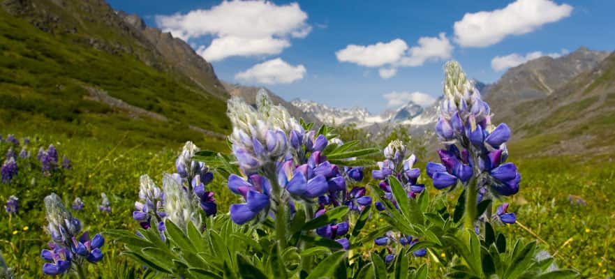 /sites/default/files/CT-AK-Denali-Scenery-Purple-Floral-881x400.jpg