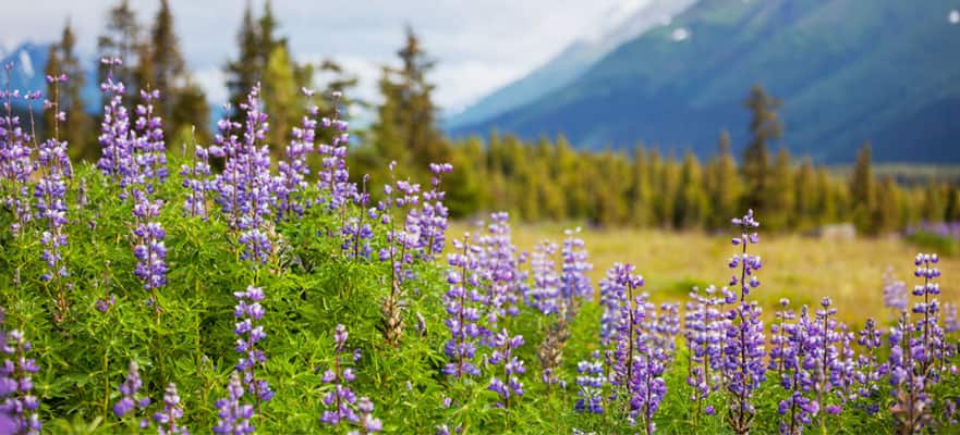 /sites/default/files/CT-AK-Floral-Alaska-Purple-881x400_v5.jpg