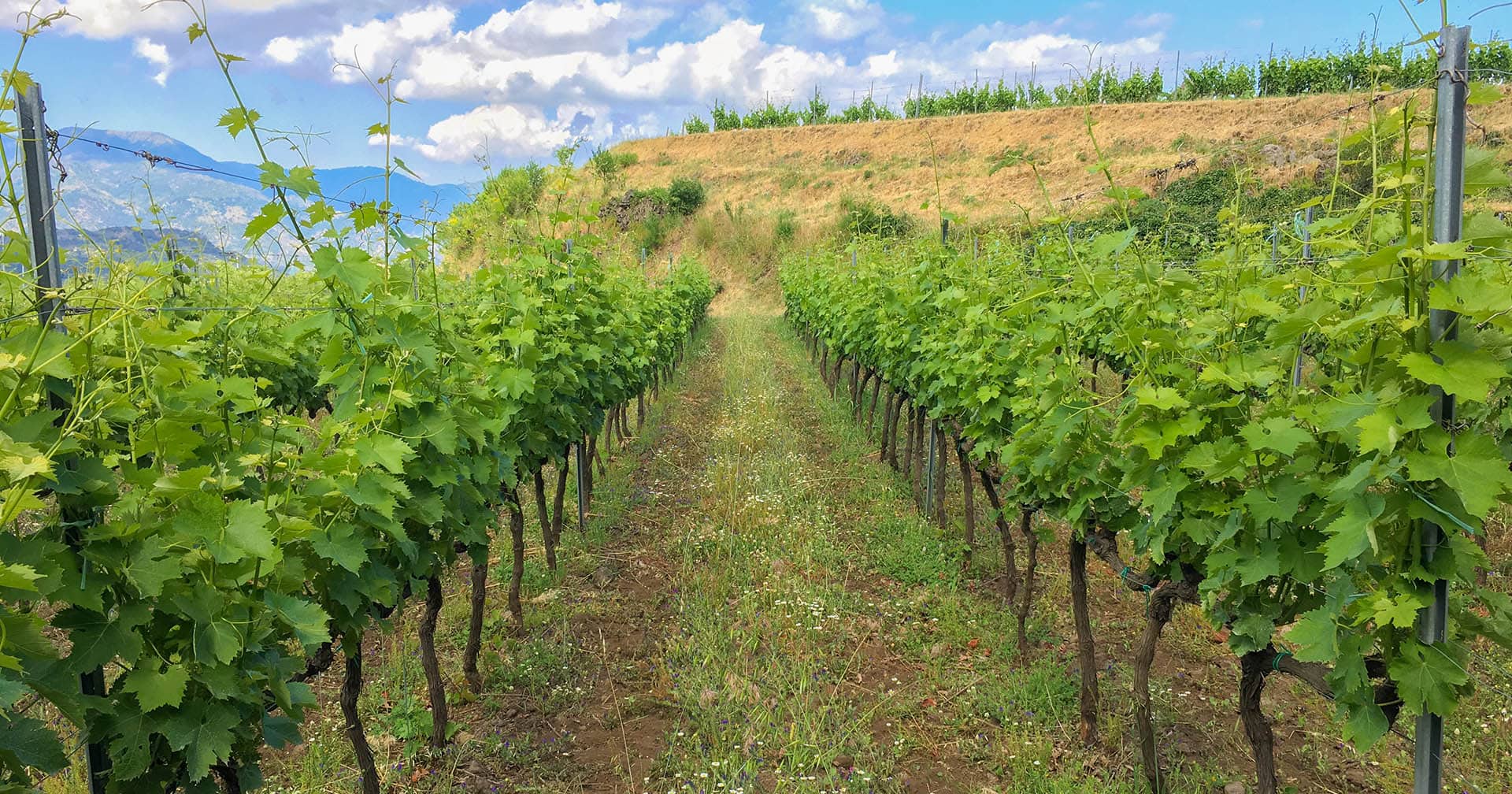 Rutas del Vino Sicilianas