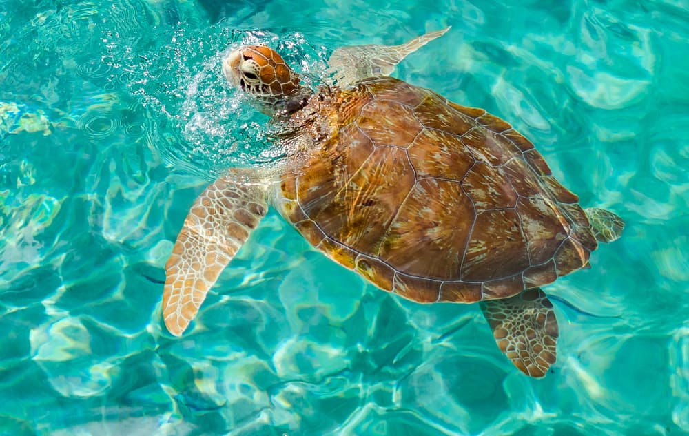 Sea Turtle in Curacao