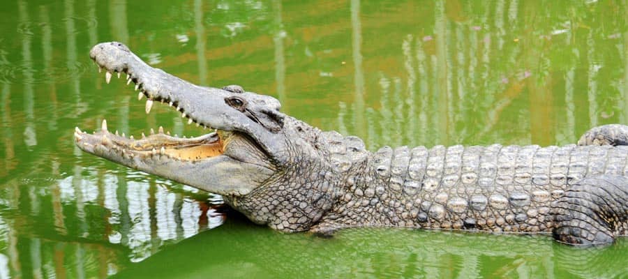 Crocodile on a Darwin Cruises