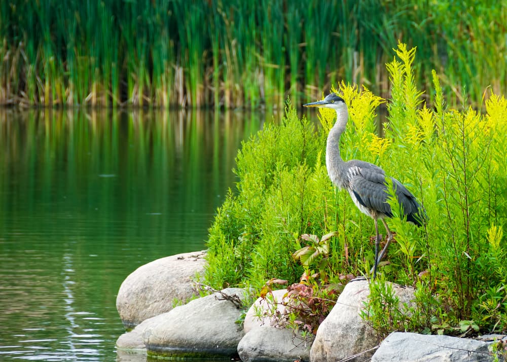 Visit the Everglades during a Port Canaveral Cruise with Norwegian