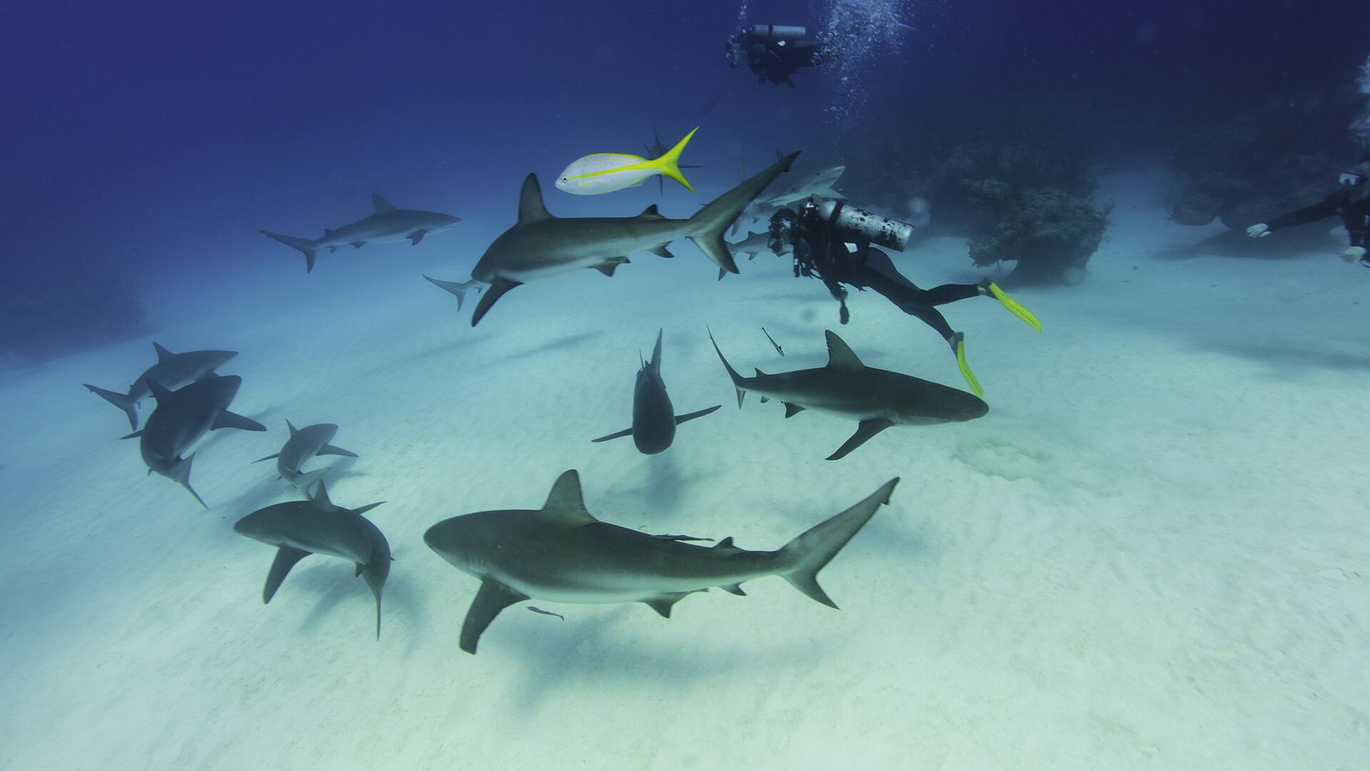 Grand Bahama Island, Bahamas GLASS BOTTOM BOAT TO SHARK JUNCTION