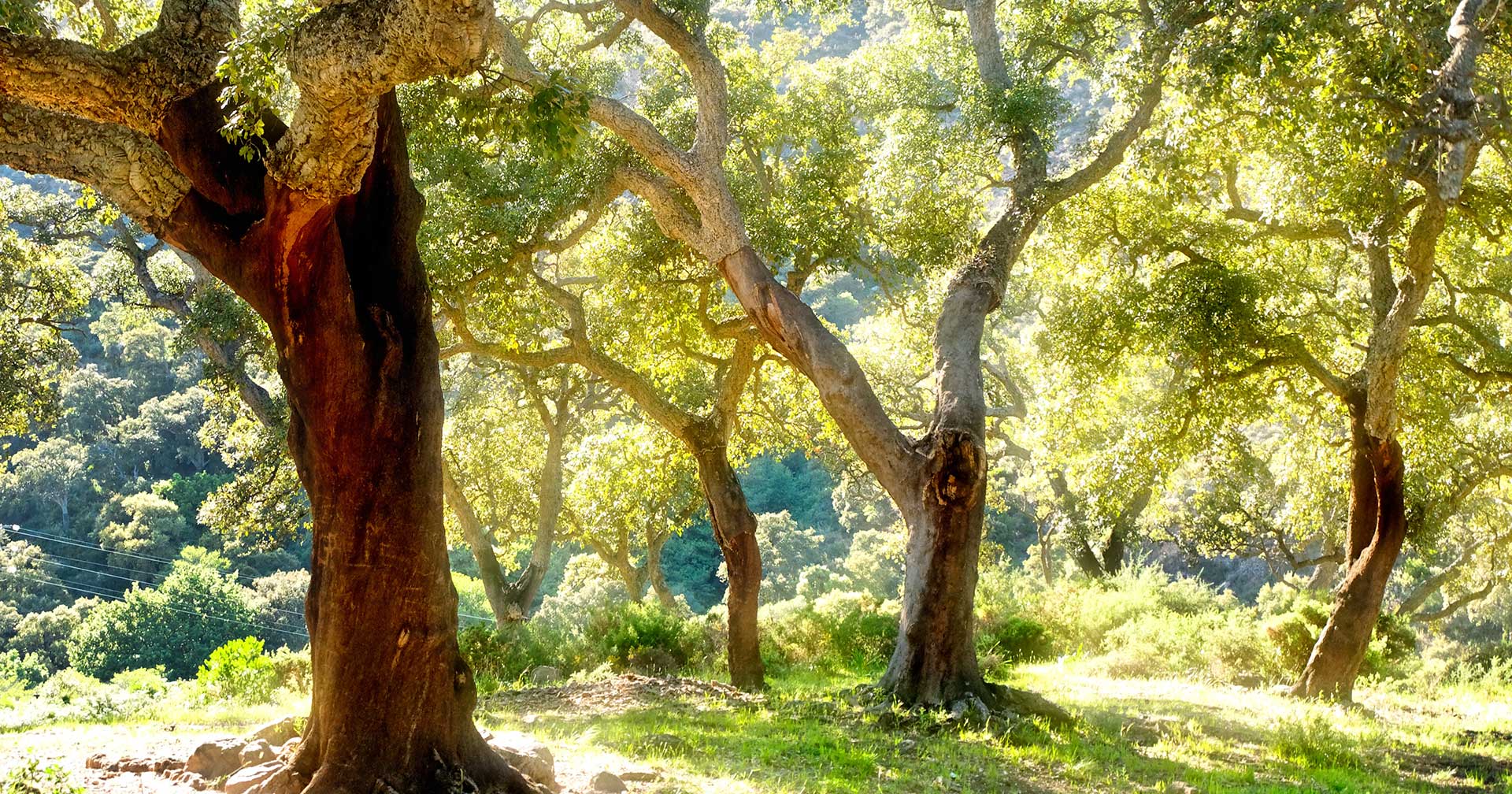 Gibraltar, United Kingdom Traditional Andaluz Cork & Cattle Farm