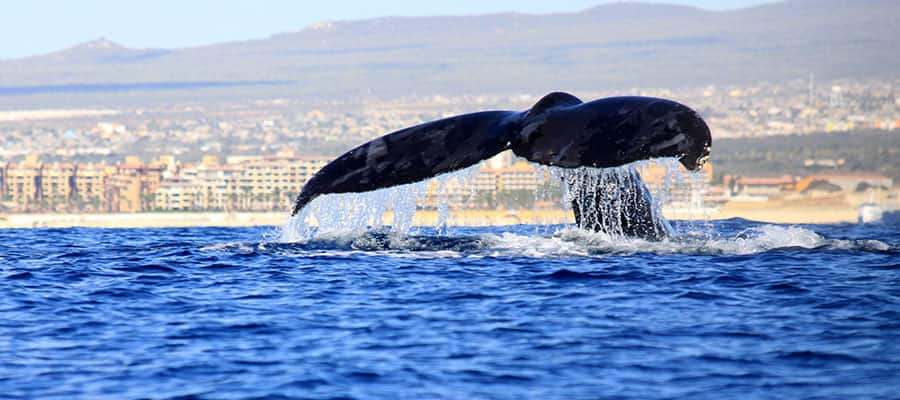 Ammirare le balene con la tua crociera lungo la Riviera Messicana