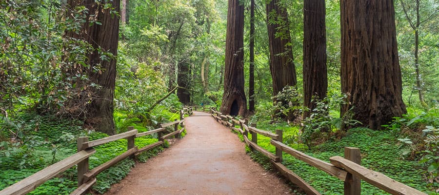 Camina por el bellísimo Muir Woods en tu crucero por la costa del Pacífico