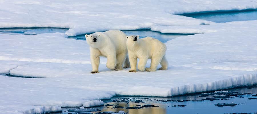 Learn about the thriving polar bear population just outside of town