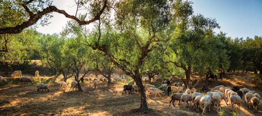 When you’re not on the beach, take a stroll around the olive groves.