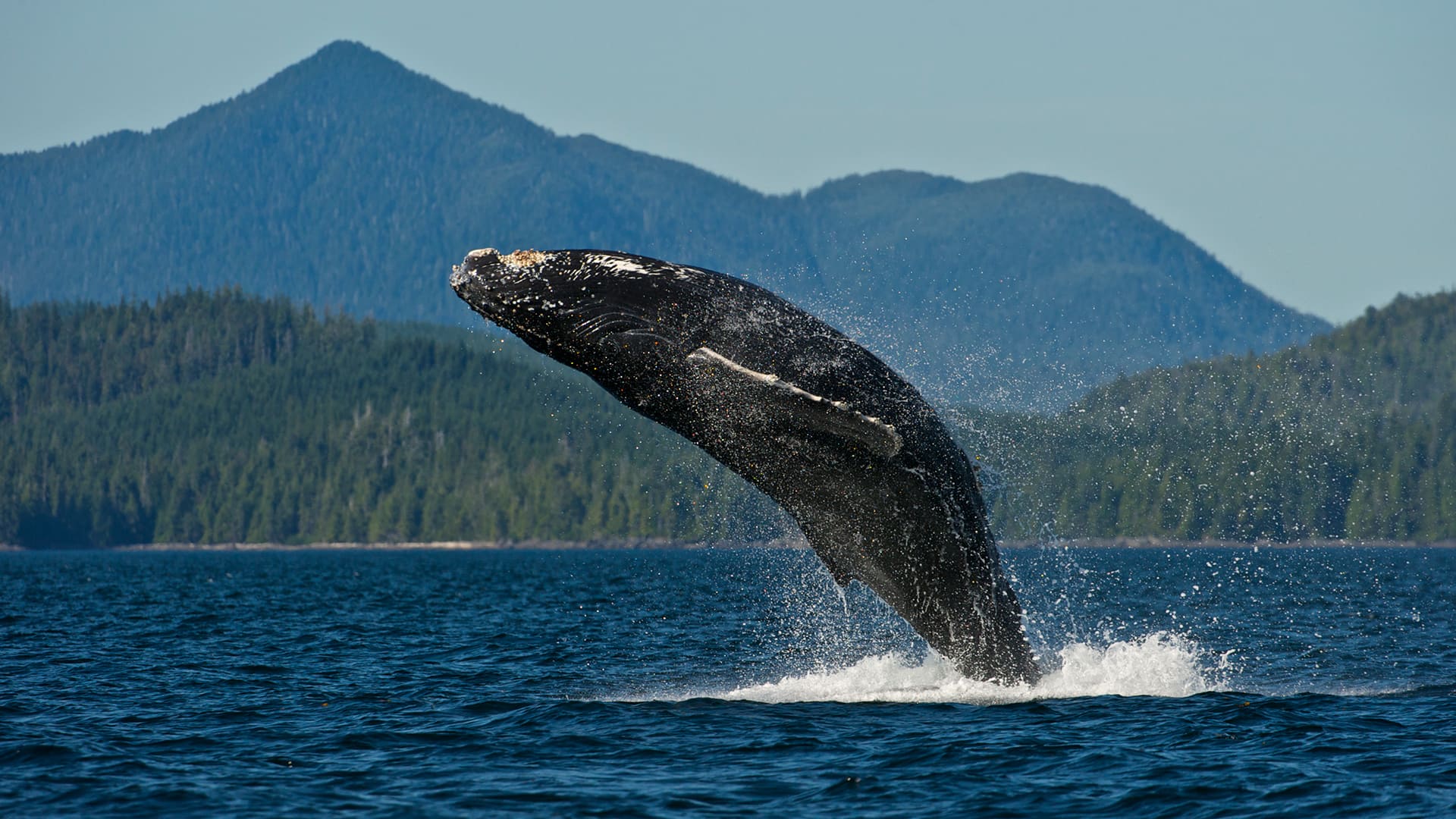 Haines, Alaska Glacier Point Wilderness Safari Excursion Norwegian