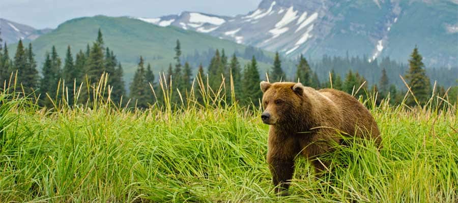 Découvrez la faune et la flore locale durant votre croisière en Alaska