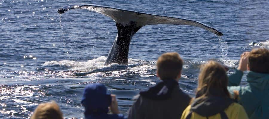 Ammirando le balene durante la crociera sull'Icy Strait