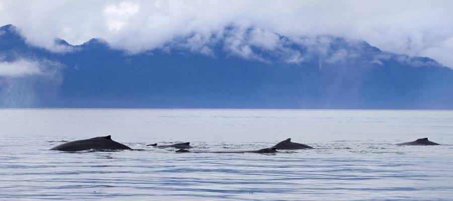 Groupe de baleines à bosses durant une croisière à Icy Strait