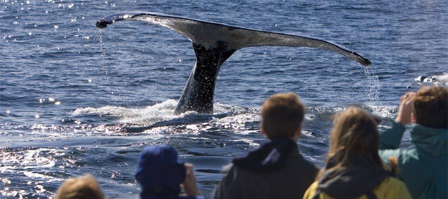 Observação de baleias em um cruzeiro no Alasca