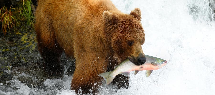 Urso-pardo em um cruzeiro para o Alasca